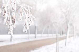 Tress with Ice Crystals in Sunlight